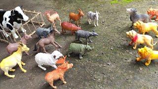 Wild Animals Attacking the King Cow, Buffalo, Goat, Sheep, Elephant, Horse, Duck, Goose, part 1