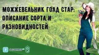 Можжевельник Голд Стар: описание сорта и разновидностей