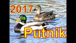 Охота на уток 2017