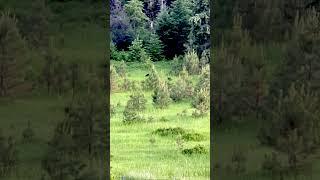 Big Bear  On The Prowl - Just Slap A tree #satisfying  #nature  #youtubeshort