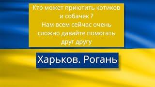 НУЖНА ПОМОЩЬ КОТИКАМ И СОБАЧКАМ.В НАШ ДВОР СНОВА ПРИЛЕТЕЛИ СНАРЯДЫ.