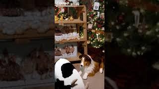 Animated Lassie at Kraynack's Christmas store  #dogs #lassie #collie