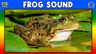  FROG SOUND - FROG SOUND EFFECT - SOUND OF FROG - NOISE OF FROG