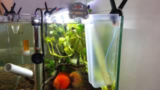 Planted Aquarium Tank Medication (METHYLENE BLUE)