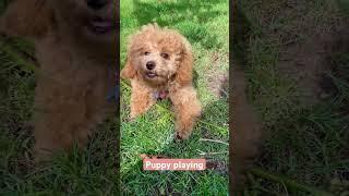 Puppy playing #пудель #pudel #poodle #puppyvideos #interesting #интересно #puppyplaying