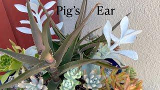 How to propagate Cotyledon Orbiculata "Pig's Ear"