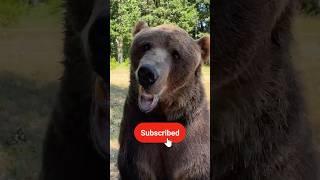 Can I Feed A Bear A Cookie?