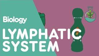 The Lymphatic System | Physiology | Biology | FuseSchool