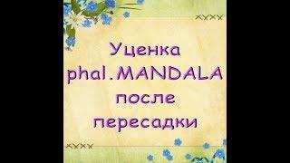 Орхидея-УЦЕНКА:состояние ПОСЛЕ ПЕРЕСАДКИ и УСЛОВИЯ содержания,Phal. MANDALA.С днем рождения,Галина!