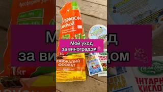 Мой уход за виноградом  #дача #садиогород
