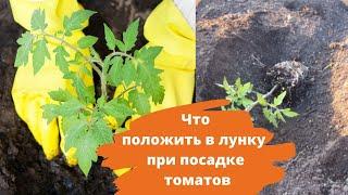 Что положить в лунку при посадке томатов