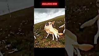 bulldog vs wolf #trending #bulldog #wolf #wildlife #youtubeshorts #shorts #short #viralvideo