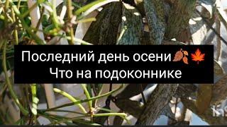 последний день осени что на подоконнике