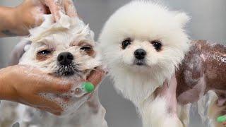 This Dog Almost Made The Cameraman Quit | Cute Pomeranian Dog