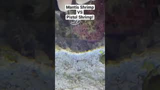 MANTIS SHRIMP vs PISTOL SHRIMP!