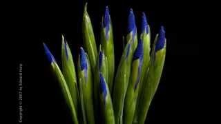 Blue irises