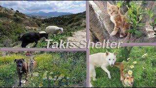 Takis Shelter | The Most Beautiful Animal Shelter In Greece 