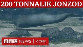 Оғирлиги 200 тонналик сув махлуқи аниқланди - у нима? BBC News O'zbek Dunyo Yangiliklar