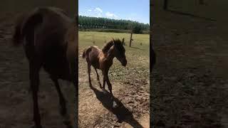  #shorts #animals #horse #at #fast