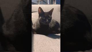 He's Got Night Fever #music #beegees #cat
