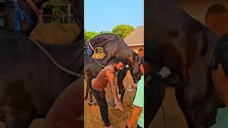 Marwari horse mating covering mare by stallion Rajprince