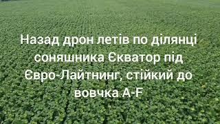 Гібриди соняшника ПРИВАТ A-G під гранстар та ЕКВАТОР A-F+ під Євро-Лайтнинг на демо-ділянці 2021 рік