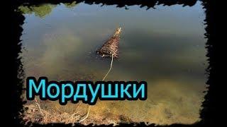 Рыбалка на мордушки, Ловушки для рыбы.