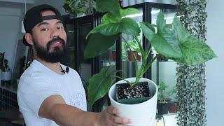 How to Keep Your Indoor Plants Alive After Lockdown - Houseplant Tips