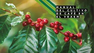 Manual del cultivo de café en el VRAEM (video)