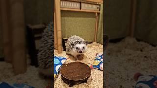 Hedgehog Cafe Japan  #shorts #japan #animalcafe #hedgehogcafe