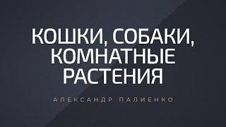 Кошки, собаки, комнатные растения. Александр Палиенко.