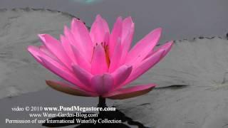 Nymphaea 'Piyalarp', Dr. Sam Wasuwat, Thailand, Night Blooming Waterlily