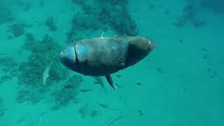 Рыба – Наполеон  в бухте Sharks bay. The Napoleon fish. Red sea. Egypt