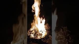 Burning the old branches in this cold weather #asmr #odlysatisfying #i got a free heater