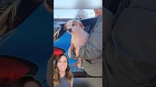 Flying sausage saves dog's life just in time 