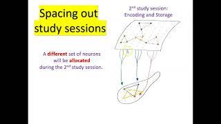 The interaction of the cortex and hippocampus during learning and consolidation