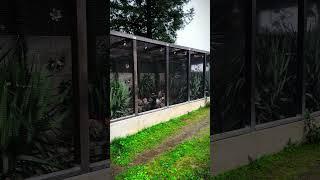 Aviary | Bird Aviary | Aviary Birds | Outdoor Aviary | Finch Aviary | Canary Aviary | #aviary #birds