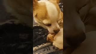 chuy tastes good