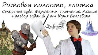 Ротовая полость. Строение зуба. Ферменты. Глотка. Лекция и разбор заданий от Юрия Беллевича