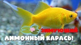 Лимонный зимующий цветной карась! Супер рыба! Хорошо видна в пруду.