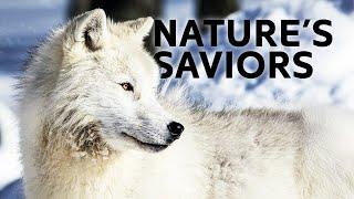 Return of the Wolves: How Yellowstone's White Wolf Saved the Park’s Ecosystem