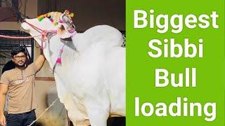 Jalal house Qurbani 2022 loading Shan e Bolachistan
