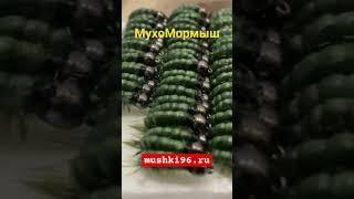 Мухомормыш от души #мушки #мушкинахариуса #реверсивныйкораблик