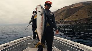 YELLOWTAIL & Big Calico Bass show up at the Island!!
