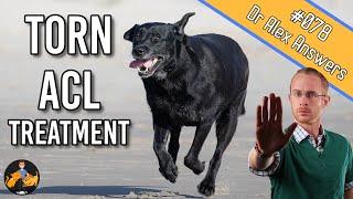 The Best Torn Dog ACL Treatment - Surgery or Home Management? - Dog Care Vet Advice