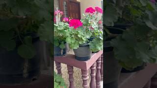 The beauty of geranium flowers || Home Gardening | #flowers #youtubeshorts #trendingshorts #shorts