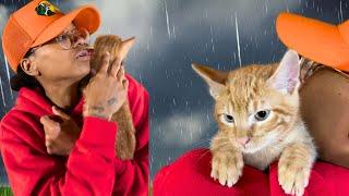 Indoor Catio cat's first rainy day