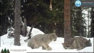 Canada Lynx Family Group