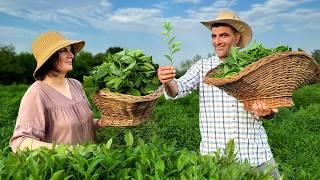  Gathering Natural Tea Leaves High in the Mountains! Traditional Cooking in a Faraway Village