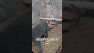 игры котят #британец#искуственник# котенок от тайской кошки